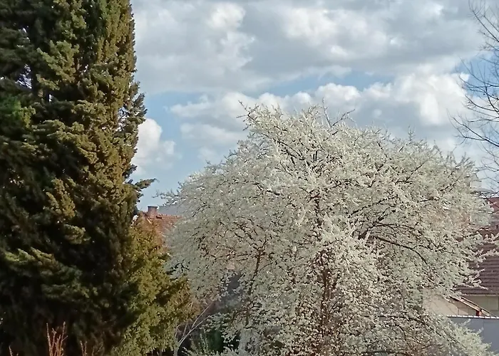 Garden View In The Downtown Διαμέρισμα Νόβι Σαντ